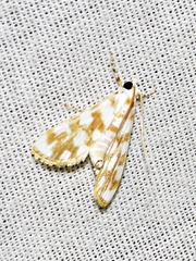 Obtusipalpis pardalis