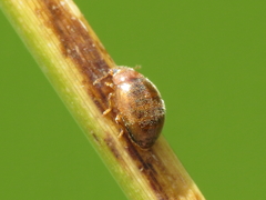 Rhyzobius litura