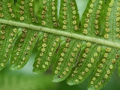 Amauropelta bergiana