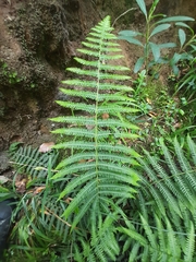 Amauropelta bergiana