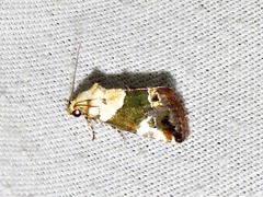 Hypercodia wheeleri