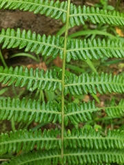 Amauropelta bergiana