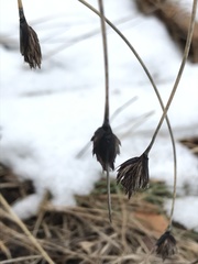 Schoenus nigricans
