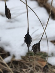 Schoenus nigricans