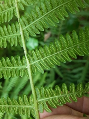 Amauropelta bergiana