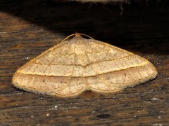 Chiasmia normata