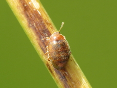 Rhyzobius litura