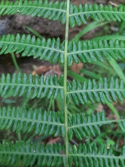 Amauropelta bergiana