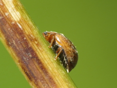 Rhyzobius litura