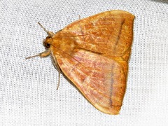 Achaea klugii
