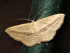 Scopula bigeminata
