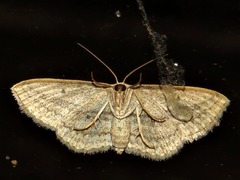 Scopula bigeminata