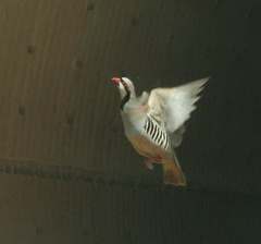 Alectoris chukar