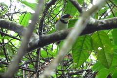 Arremon flavirostris