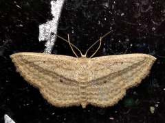 Scopula bigeminata