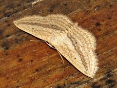 Scopula bigeminata