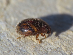Rhyzobius chrysomeloides