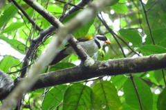 Arremon flavirostris