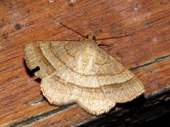 Isturgia catalaunaria