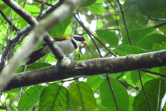 Arremon flavirostris