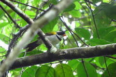 Arremon flavirostris