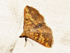 Cerynea thermesialis