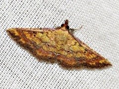 Cerynea thermesialis