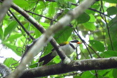 Arremon flavirostris