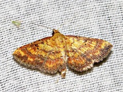 Cerynea thermesialis