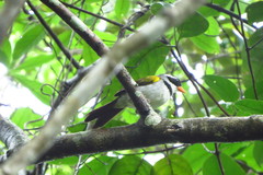 Arremon flavirostris