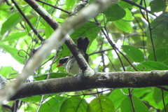 Arremon flavirostris