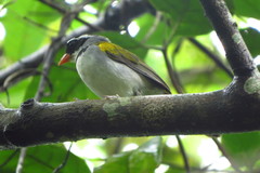 Arremon flavirostris