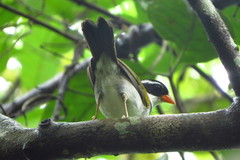 Arremon flavirostris