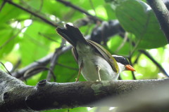 Arremon flavirostris