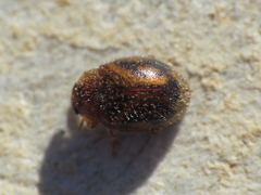 Rhyzobius chrysomeloides