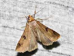 Plecoptera resistens