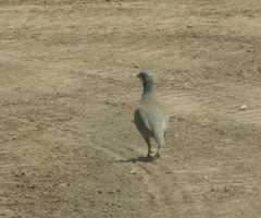 Alectoris chukar