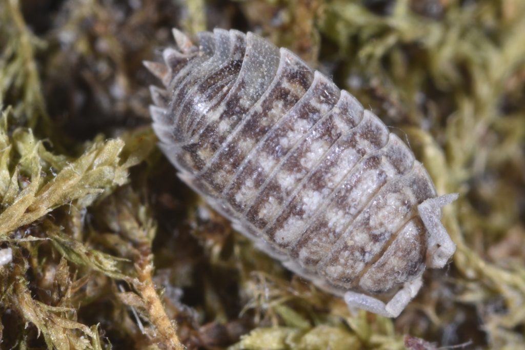 Trachelipus kervillei