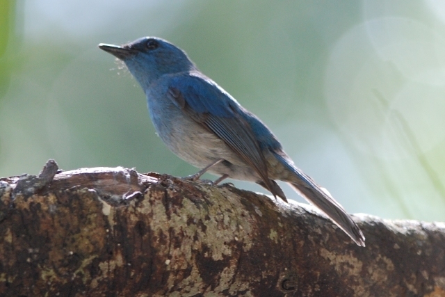 Pale Blue Flycatcher