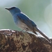 Pale Blue Flycatcher - Photo (c) Tan Kok Hui, some rights reserved (CC BY-NC), uploaded by Tan Kok Hui