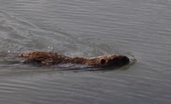 Myocastor coypus