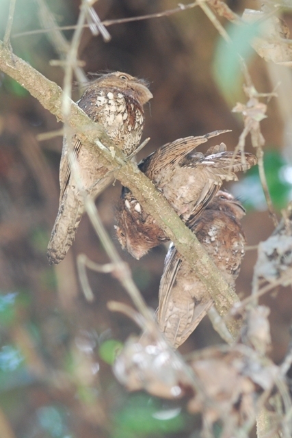 Blyth's Frogmouth