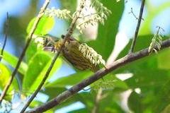 Kurochkinegramma hypogrammicum