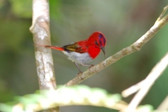 Aethopyga temminckii