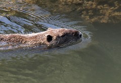Myocastor coypus