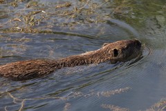 Myocastor coypus