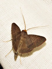 Plecoptera melalepis