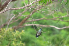 Colibri serrirostris