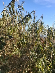Arundo donax