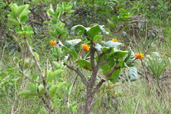 Thalurania furcata
